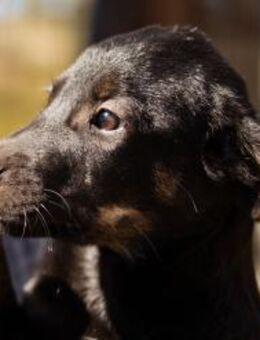 Welpe LUIS🩵süßer, fröhlicher Racker - Hamburg