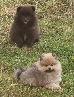 Süße Pomeranian Zwerg / Kleinspitz Jungs in Tollen Farben suchen Ihre Familien - Diemelstadt