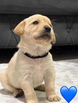 Labrador Welpen - Neustrelitz