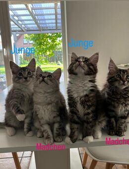 Maine Coon Kitten - Marne