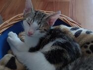 3 Monate altes kitten sucht ein zu Hause auf Lebzeit - Duisburg