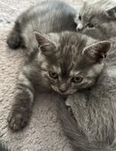 2 Kitten suchen noch ein Zuhause in 44649