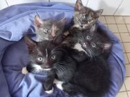 4 Kätzchen suchen ein neues Zuhause - Meppen