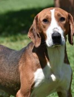 Goki sanfter Gefährte - Berlin