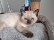 Bkh kitten - Rhede