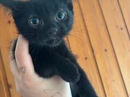 🍀Drei zuckersüße Kitten suchen noch ein Zuhause🍀 - Gemünden (Felda)