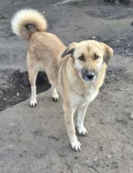 Hündin Anja - Köln