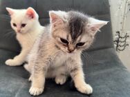 2 Katzen British Kurzhaar - Berlin Marzahn-Hellersdorf
