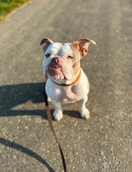 Unsere Berta sucht ein für immer zu Hause - Laupheim