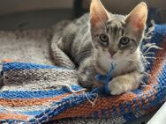 1 Kitten sucht noch ihr Für-Immer-Zuhause - Hamm