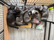 Französische Bulldoggen 3 Welpen suchen noch - Detmold