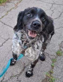 Timmy - vorvermittelt - - Weilmünster