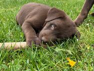Labrador Appenzeller Mischling - Hirschau