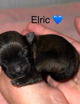 Bolonka Zwetna Welpen am 26.10.2025 auf die Welt gekommen - Köthen (Anhalt)