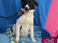 Biff ❤️ Hübscher Hundejunge - Spenge