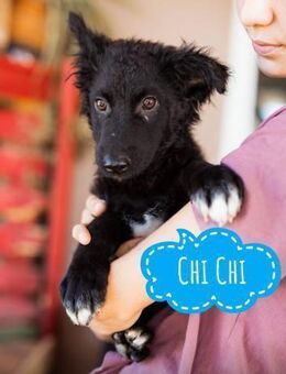 Chi Chi ein unsicherer Schatz - Flörsheim-Dalsheim