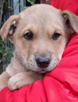 Dömper sucht ein Zuhause - Mildstedt