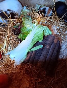 Meerschweinchen abzugeben - Waldshut-Tiengen