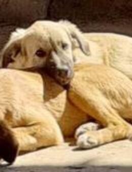 Kira und Maya auf der Suche - Marienfließ