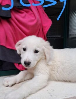 Jessy - ein Seelchen sucht Liebe - Grevenbroich