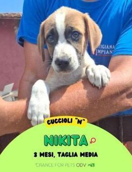 Nikita 🩷🩷🩷sonnig,freundlich,verspielt - Herxheim (Landau)