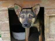 Schüchterne Romy sucht liebevolles Heim - Kallmünz