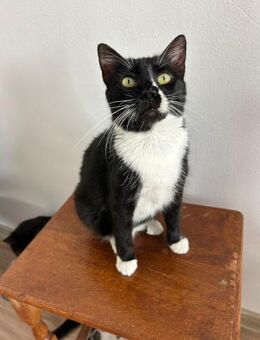 💫 Duo Duke & Mia suchen gemeinsam 💫 - Eislingen (Fils)