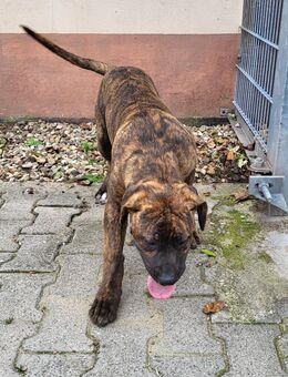 Boerboel Welpe - Trebur
