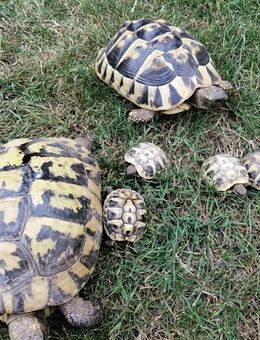 Griechische Landschildkröten - Buxheim (Regierungsbezirk Oberbayern)