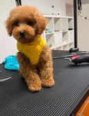 Pudel toy Welpen in 61279