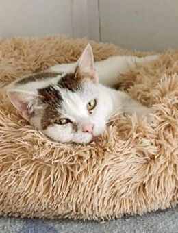 Traurige AMY❤️ aus dem Tierschutz - Stelle