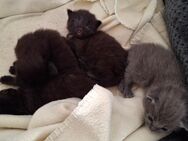 Familienfreundliche Siam /Perser kitten - Krefeld