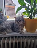 Sehr erfahrener Deckkater in 77948