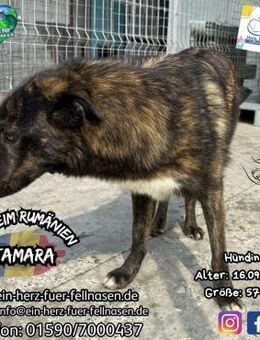 TAMARA-ruhig und sensibel mit viel Herz - Waakirchen