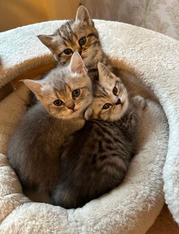 Bkh Katze kitten - Rheine Zentrum
