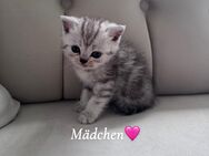 Wunderschöne BKH Kitten mit liebevollem Wesen abzugeben 🐾 - Springe