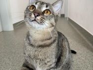 🐾Sanfte Schnurri sucht Zuhause🐾 - Eislingen (Fils)