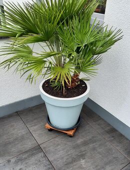 Zwergpalme - Montabaur Zentrum