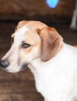 Josha - Dein Prinz Charming? - München