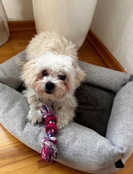 Süße Malteser Hündin - Bad Driburg