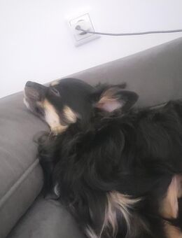 Milow sucht ein neues Zuhause - Stockstadt (Main)