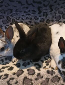 Junge Handzahme Zwergkaninchen und Meerschweinchen in liebe Hände abzugeben! - Waldbüttelbrunn