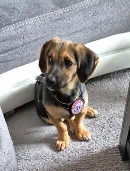 zuckersüsser, verspielter Franz - Kallmünz