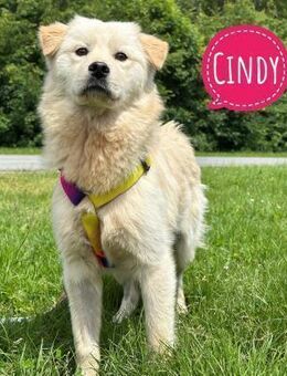 Cindy - eine ängstliche bildhübsche - Flörsheim-Dalsheim