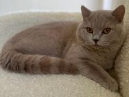 Deckkater - Binningen CH