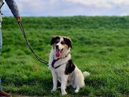 Charlie- ein liebevoller Kokoni-Mix - Rostock