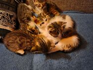 Kitten - Bad Schussenried