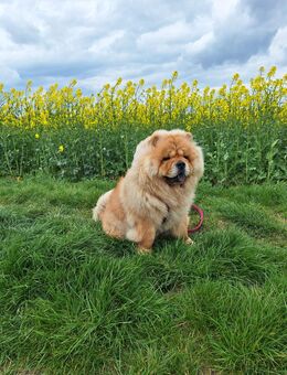 Chow-Chow 16 Monate alt abzugeben - Edingen-Neckarhausen