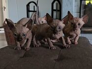 Candian Sphynx Kitten - Barsinghausen