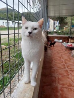 Verschmuster Kater Floco - Eichenzell